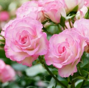 .

چه اعتراف قشنڪَی اسٺ ... خنده‌ے تو
نسیم خوش قدم سینه‌ے رم