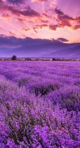 دشت بوته های وحشی🌸🌸سلااام ایوارتان باش🌸🌺🖐