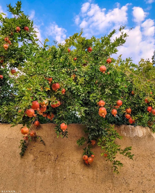 ای پیر فرزانه منعم نکن زمیخانه