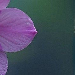 🄿🅄🅉🅉🄻🄴 4️⃣ - تو زندگی، « گِلام » نباش! 👇👇