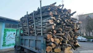 چوب‌ قاچاق 