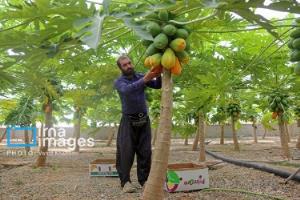 میوه های.استوای دربیرجند