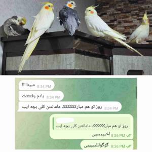 روز من و چیکو خانم هم مبارک...🫠❤️