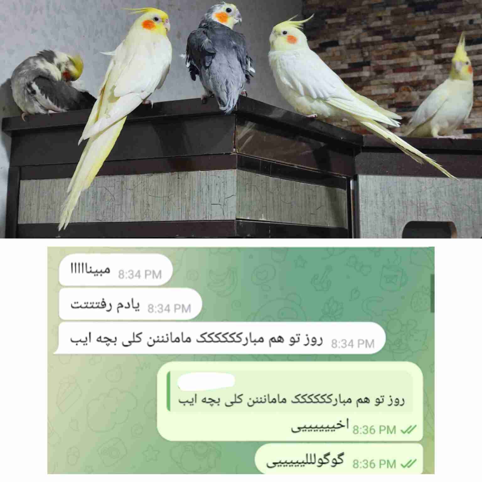 روز من و چیکو خانم هم مبارک...🫠❤️