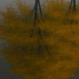 🍁🍂🍁🍂🍁🍂🍁