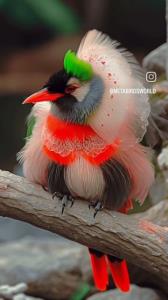 نقاشی خداوند رو نگاه کن ,