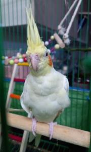 زیبا🌹🌹🧿🧿