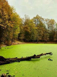 سلام شبتون در پناه حضرت یار