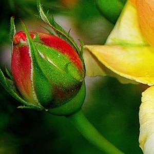 🄿🅄🅉🅉🄻🄴 3️⃣ کپشنو مهمون من و جناب حافظ باش 🤗👇