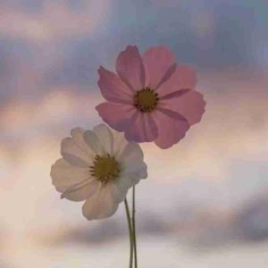 سعی کن هیچوقت خودت رو از کسی بالاتر ندونی و داشته هاتو به رخ کسی نکشی خدا سه بار در قرآن گفته از اینجور آدما خوشش نمیاد 