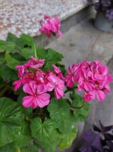 شمعدانی شده ام.... کپشن 