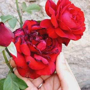 گــــــ🌺ــــل برای گـــــــ🌺ــــــل