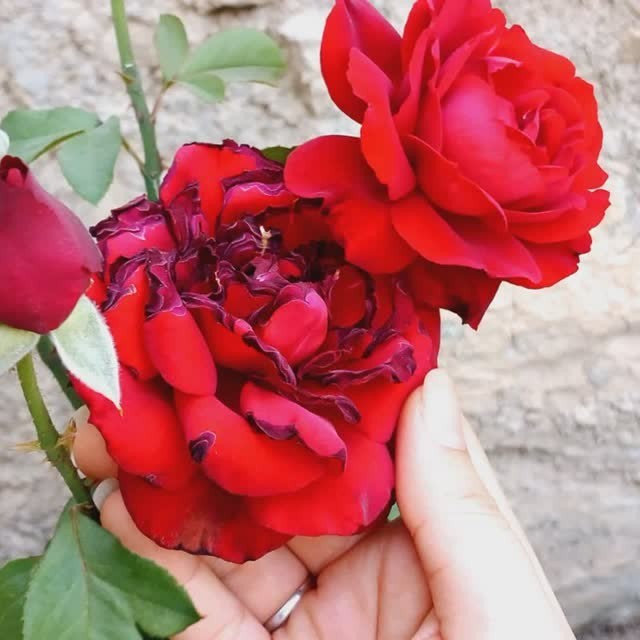 گــــــ🌺ــــل برای گـــــــ🌺ــــــل