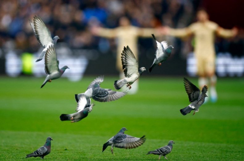 فرود کبوترها در این استادیوم برای یافتن غذا