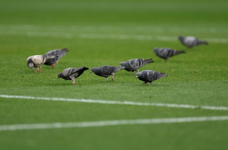 فرود کبوترها در این استادیوم برای یافتن غذا
