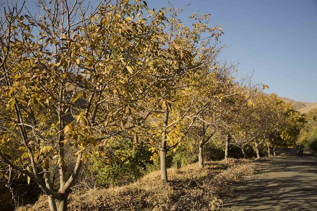 «سرماوز» سرود فتح سرما بر طبیعت بکر کردستان