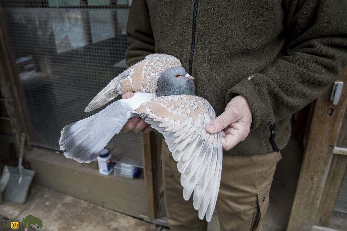 ایران پرسمان