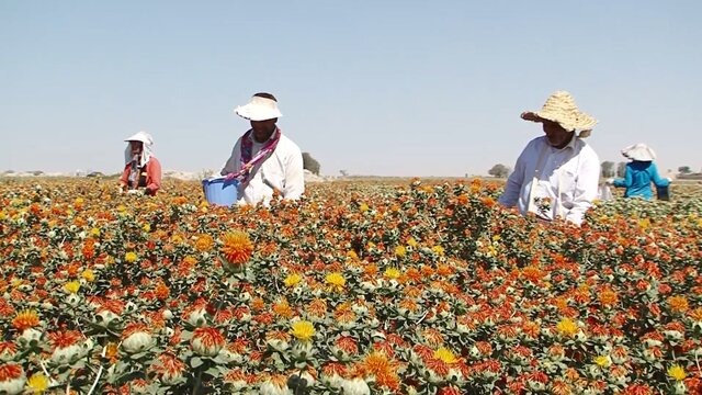 توسعه کشاورزی با دانه‌های روغنی؛ گام به گام به سوی خودکفایی