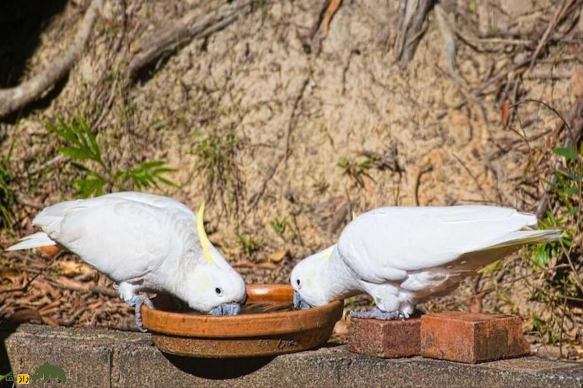 آریا جوان