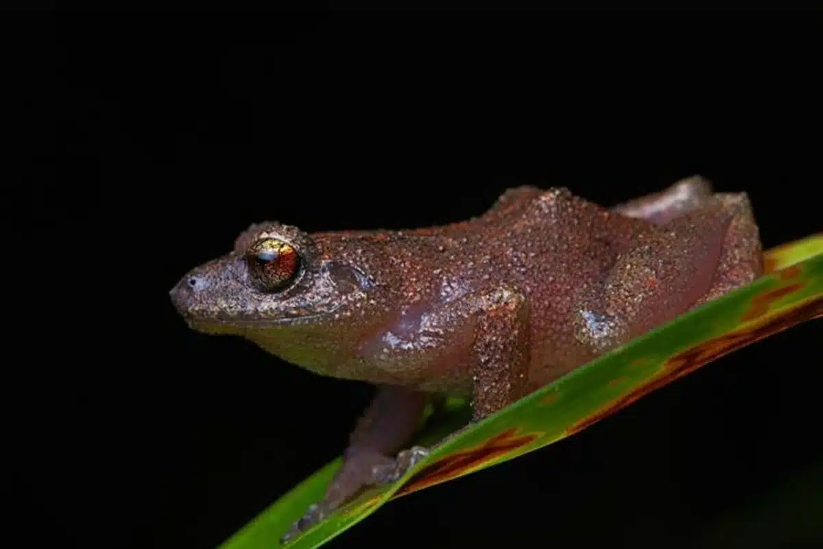 خبر یزد