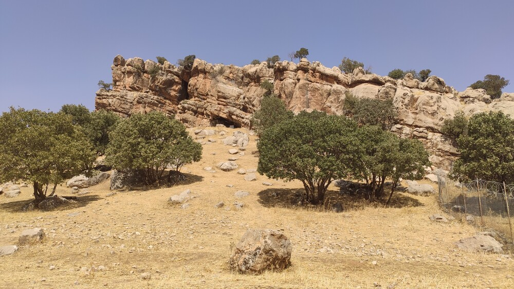 آریا جوان
