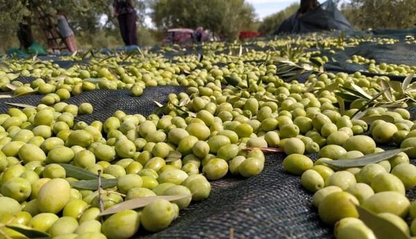 کرند، سرزمین زیتون ایران؛ جایی که طلای سبز در دل کویر میدرخشد