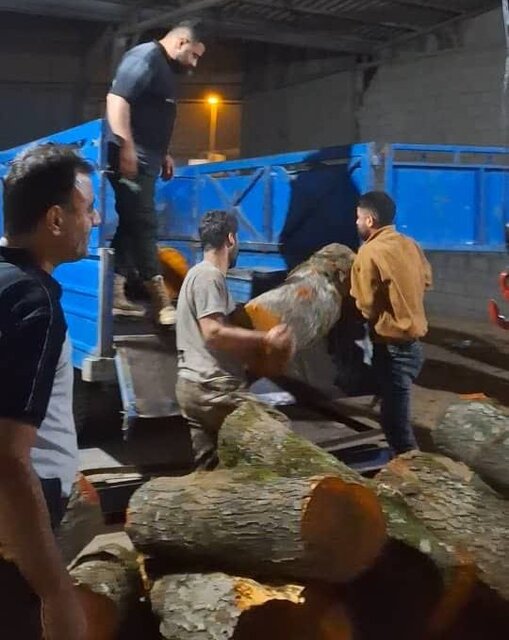 بازداشت قاچاقچیان چوب در آمل