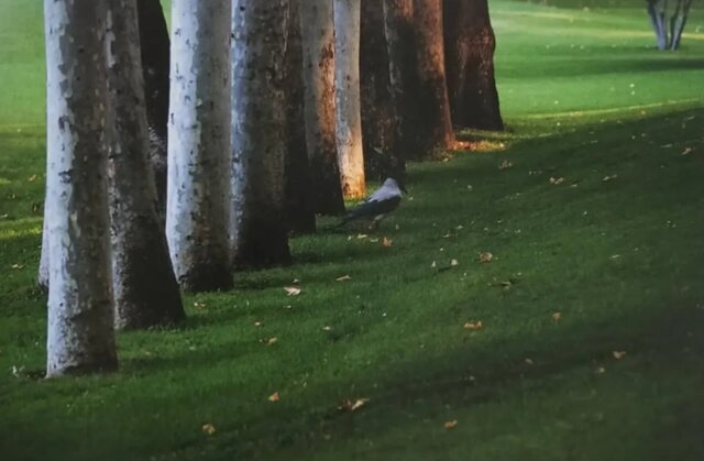 مجموعه عکس&zwnj;های عباس کیارستمی