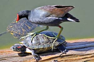 عکس/توقعات بیجا از لاک پشت