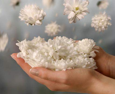 حکمت/ به دیدار یکدیگر روید