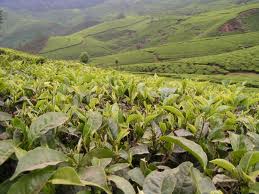 مدیرکل دفتر مقررات واردات و صادرات: عوارض 50 درصدی صادراتی چای از امروز حذف شد