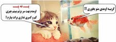 پـ نه پـ تصویری / گربه اومدی منو بخوری؟