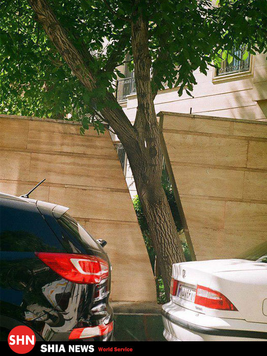 عکس/ احترام به درخت 