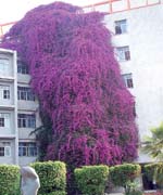 4 گوشه دنیا/ آبشار گل