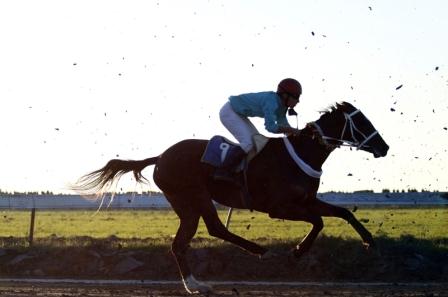 عکس / مسابقات اسب دوانی قهرمانی  کشور