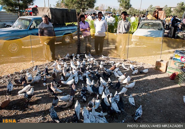 عکس/ مرکز پرنده فروشان