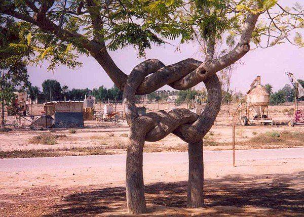 عکس/ درخت های عاشق!