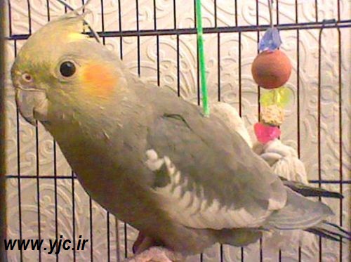 4گوشه دنیا/ طوطی که صاحبش را از مرگ نجات داد