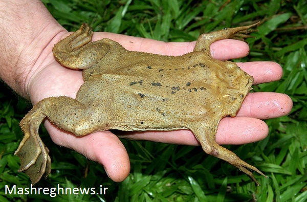 4گوشه دنیا/ قورباغه عجیب