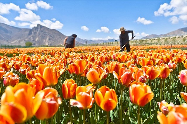 عکس/ یک باغ گل لاله در چین