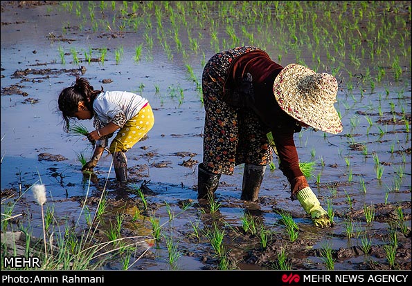 عکس/ نشاء برنج در شالیزارهای الموت