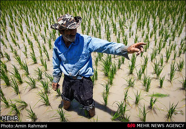 عکس/ نشاء برنج در شالیزارهای الموت