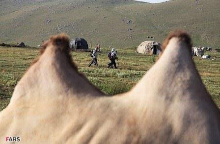 عکس/ چراگاه شتر دوکوهانه در دامنه سبلان