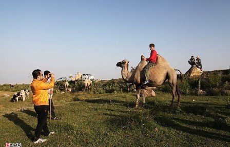 عکس/ چراگاه شتر دوکوهانه در دامنه سبلان