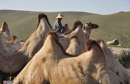 عکس/ چراگاه شتر دوکوهانه در دامنه سبلان