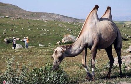 عکس/ چراگاه شتر دوکوهانه در دامنه سبلان