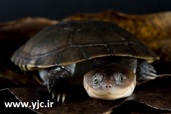  4 گوشه دنیا/ عجایب دنیای لاک‌پشت ها از کلاه‌ایمنی‌دار تا دماغ بزرگ +تصاویر 
