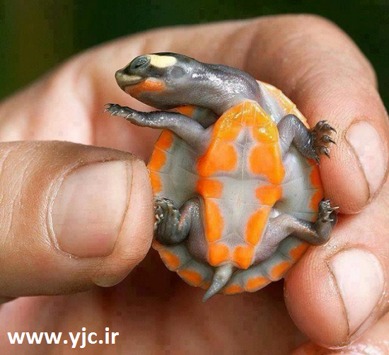  4 گوشه دنیا/ عجایب دنیای لاک‌پشت ها از کلاه‌ایمنی‌دار تا دماغ بزرگ +تصاویر 