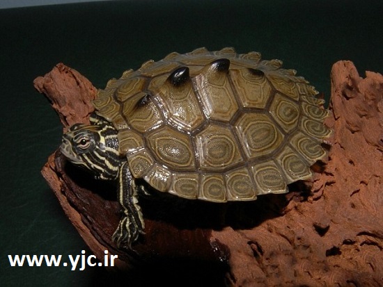  4 گوشه دنیا/ عجایب دنیای لاک‌پشت ها از کلاه‌ایمنی‌دار تا دماغ بزرگ +تصاویر 