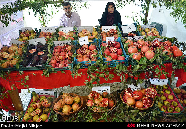 عکس/ جشنواره زیبای انار اشرف